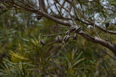 Grevillea exul