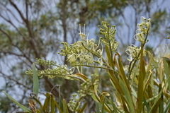 Grevillea exul