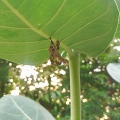 Ropalidia variegata