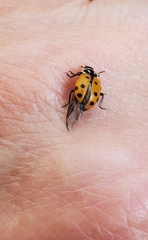 Hippodamia convergens