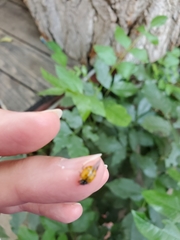 Hippodamia convergens