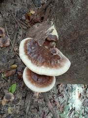 Ganoderma