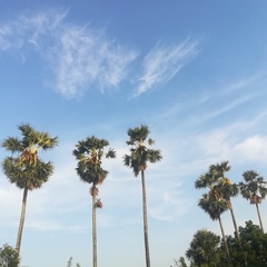 Borassus flabellifer