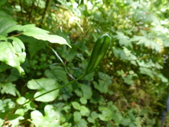 Erythronium revolutum