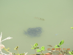 Ameiurus nebulosus