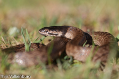 Macroprotodon brevis