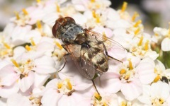 Miltogramma punctata