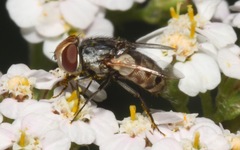 Miltogramma punctata