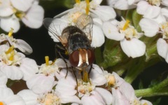 Miltogramma punctata