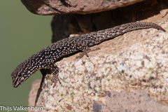 Quedenfeldtia trachyblepharus