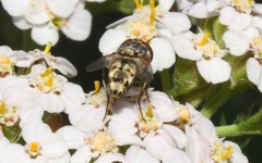 Miltogramma punctata