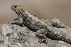 Agama bibronii