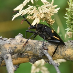 Calocomus desmarestii