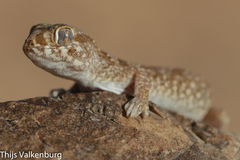 Stenodactylus mauritanicus