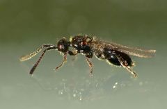 Diapriinae