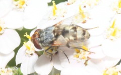 Miltogramma punctata