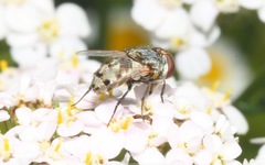 Miltogramma punctata