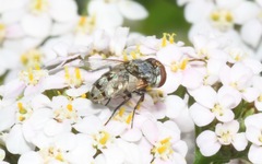 Miltogramma punctata