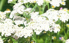 Miltogramma punctata