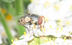 Miltogramma punctata