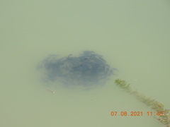 Ameiurus nebulosus
