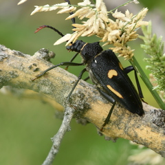 Calocomus desmarestii