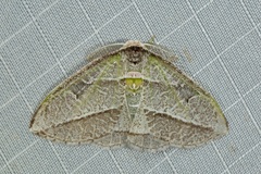 Arctornis heteroides