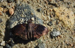 Chiomara mithrax