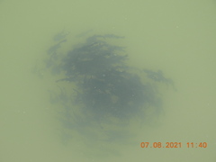 Ameiurus nebulosus