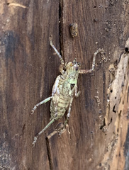 Nesoecia cooksonii