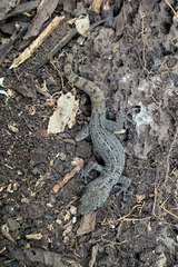 Phyllodactylus galapagensis