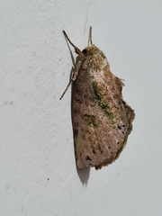 Lepidoptera