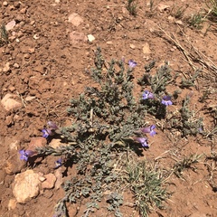 Penstemon caespitosus desertipicti