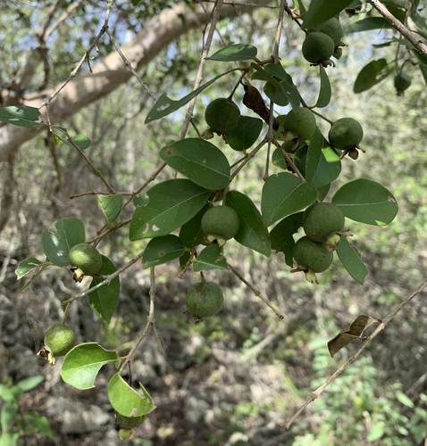 Image of Psidium galapageium by (c) John G. Phillips, some rights reserved (CC BY)