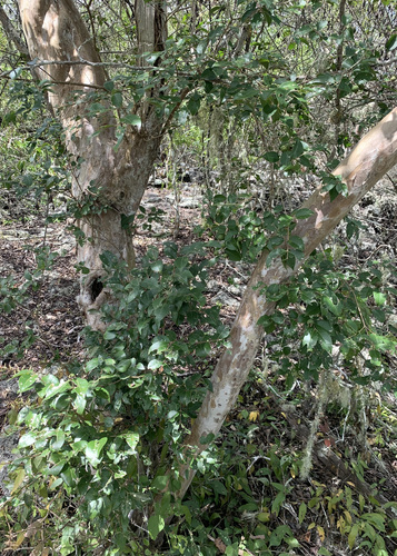 Image of Psidium galapageium by (c) John G. Phillips, some rights reserved (CC BY)