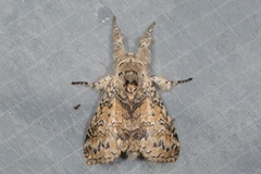 Calliteara cerigoides