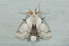 Calliteara diplozona