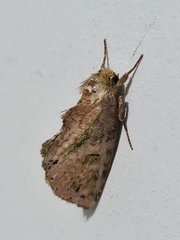 Lepidoptera