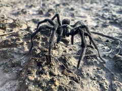 Aphonopelma gabeli