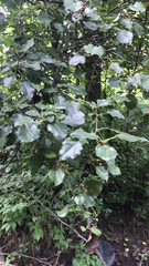 Pyrus calleryana