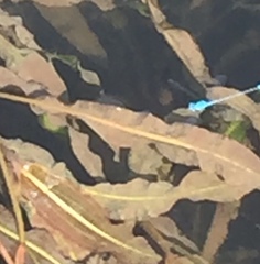 Pseudagrion