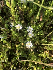 Stellaria humifusa