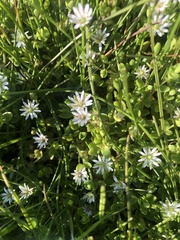 Stellaria humifusa