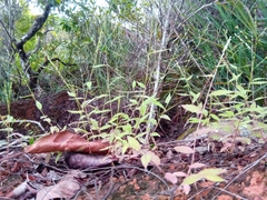 Brachiaria bemarivensis