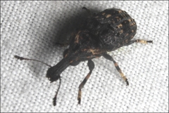 Taburnus tessellatus