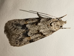 Symmoca signatella