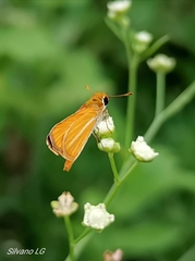 Copaeodes minima