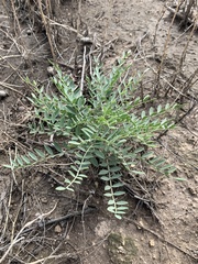 Astragalus gypsodes