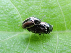 Zygogramma lepidula