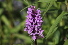 Dactylorhiza praetermissa junialis